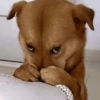REAÇÕES DE CACHORROS 13