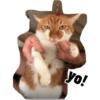 Cats 5