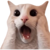 Gatitos para el chat 🫪 15