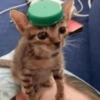 Gatos 22