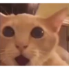 Cat meme funny 14