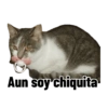Michi Objeto 🐈‍⬛😽 12