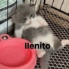 Ilenito