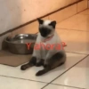ANIMALITOS VARIADOS 🌸🐽 8