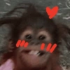 Macaquinhos memes 🤣🙈 15