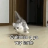 💬Gatos con Frases 🪂💬 8