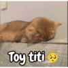 Toy titi Carols.zdio