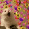 Cat love ❤️ 10