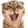 Kucing 20