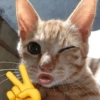 Meme kucing / cat 7