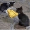 Gatos loucos 🐈 10