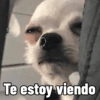 Cosas de Perritos 2🤎🐶✨ 8