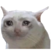 Dogs and Cats 21