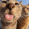 Selfie gatitos 😛 9