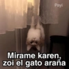 Gatitos Shitposting 2 30