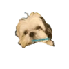 ai teu pai tem boy