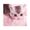 Cute Cat 23