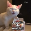 Gatitos Shitposting 2 24