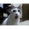 TVnimals Video