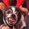 Perritos Navideños (Stickers) 5