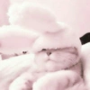 Cute Cat 22
