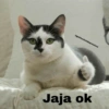 @gatitos4ntidepresivos Jaja ok