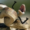Cute snake 20