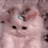Cute Cat 28