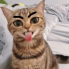 Cute kitten 🥺 9