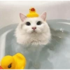 Gatitos Shitpost 😈🤑 19