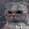 Anime And Cats 6