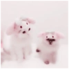 Cute Cat 20