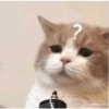 Gatitos Shitpost 😈🤑 20