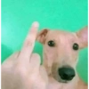 Mapache 22