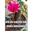 até os cactos são mais sensíveis.