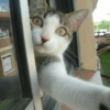 Selfie gatitos 😛 25