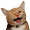 Dogs and Cats 17