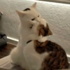 Gatitos Relaciones 14 11