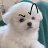 Cute Dog 🐶 7