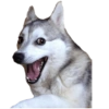 Dogs and Cats 13