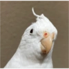 Marcelocalopsita reacts 7