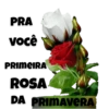 PRA você ROSA PRIMAVERA