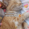 Gatos 2 😹😹😹 5