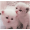 Cute Cat 14