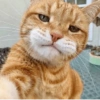 Selfie gatitos 😛 12