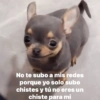 No te subo a mis redes porque yo solo subo chistes y tú no eres un chiste para mi