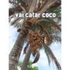 vai catar cOCO