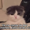 Gatitos Shitposting 2 18