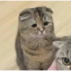 Meong  13