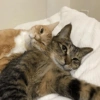 Selfie gatitos 😛 10